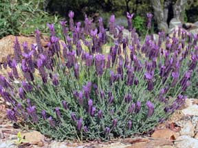 Photo of drought resistant plant: Lavender